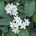 Wax flower